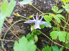 Aquilegia saximontana