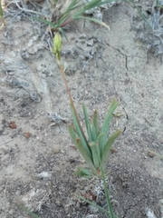 Phemeranthus confertiflorus
