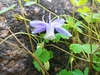 Rocky Mountain Blue Columbine - Photo (c) Jennifer Ackerfield, some rights reserved (CC BY-NC), uploaded by Jennifer Ackerfield