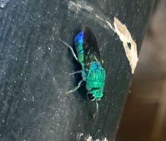 Chrysis smaragdula