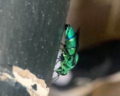 Chrysis smaragdula