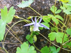 Aquilegia saximontana