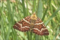Chrysolarentia polycarpa