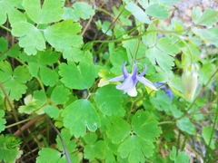 Aquilegia saximontana