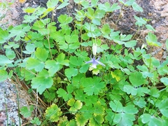 Aquilegia saximontana