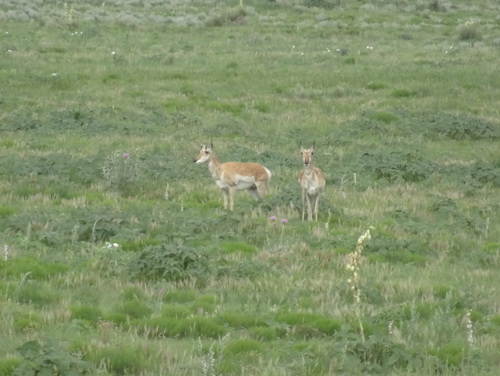 Pronghorn photographed in Kansas