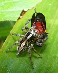 Leptofreya