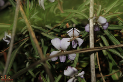 Viola arborescens