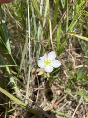 Sabatia campestris