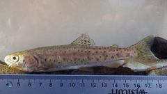 Oncorhynchus clarkii