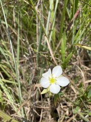 Sabatia campestris