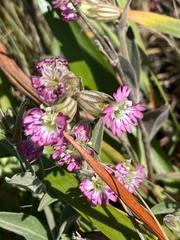 Silene verecunda