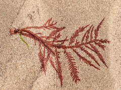 Cumathamnion decipiens