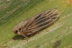 Ommatissus binotatus
