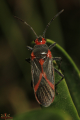 Caenocoris nerii