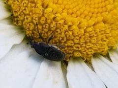 Odontocorynus salebrosus