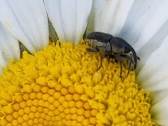 Odontocorynus salebrosus