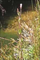 Epilobium gunnianum