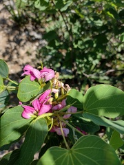 Bauhinia macranthera