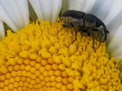 Odontocorynus salebrosus
