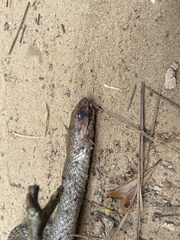 Coluber constrictor etheridgei