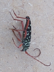 Placosternus erythropus