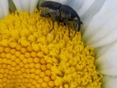 Odontocorynus salebrosus