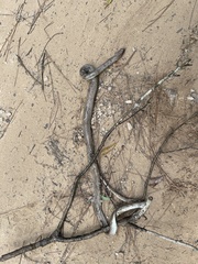 Coluber constrictor etheridgei