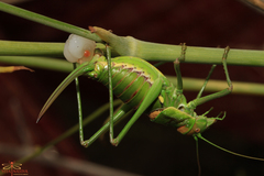 Steropleurus andalusius