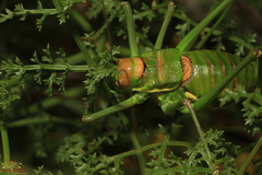 Steropleurus andalusius