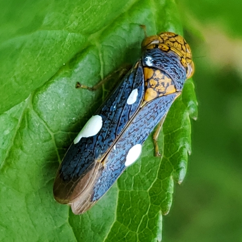 Broad-headed Sharpshooter