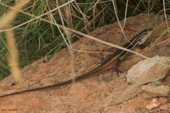 Psammodromus algirus