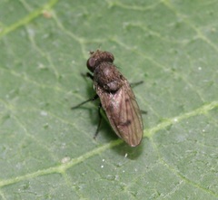 Paralimna punctipennis