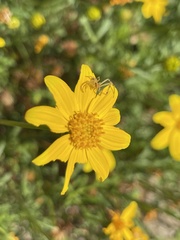 Bidens cabopulmensis