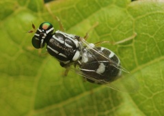 Oxycera albovittata