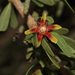 Periploca angustifolia - Photo 由 Associação Vita Nativa 所上傳的 (c) Associação Vita Nativa，保留部份權利CC BY-NC