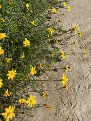 Bidens cabopulmensis