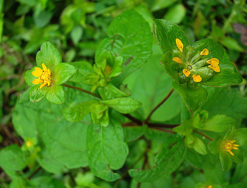 Botão-de-cachorro (Melampodium perfoliatum)