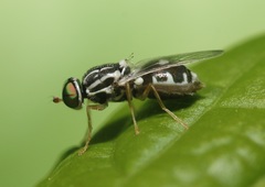 Oxycera albovittata
