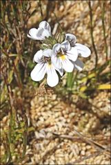 Euphrasia gibbsiae