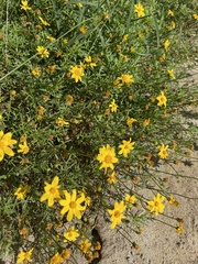 Bidens cabopulmensis