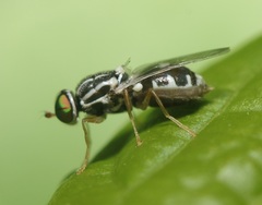 Oxycera albovittata