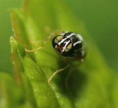 Oxycera albovittata