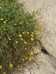 Bidens cabopulmensis