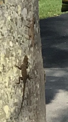 Anolis distichus