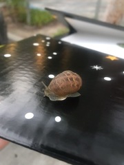 Cornu aspersum