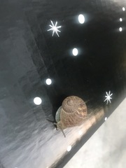 Cornu aspersum