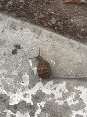Cornu aspersum