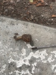 Cornu aspersum