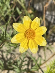 Bidens cabopulmensis